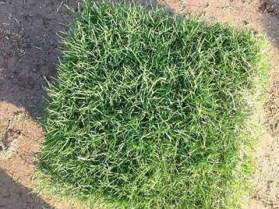 天堂草草籽每平方種多少克？