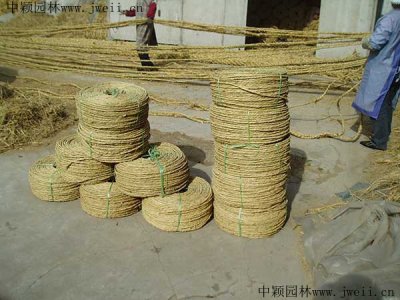 冬天為什么在樹上綁草繩？