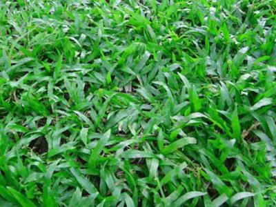 大葉油草觀賞特點是什么？