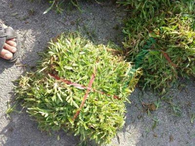 大葉油草可以怎么繁殖？