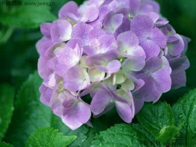 繡球花的花語是什么？