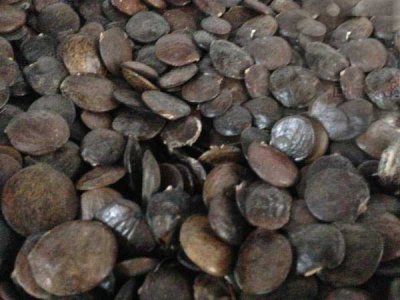 紫藤種子發芽要多久？