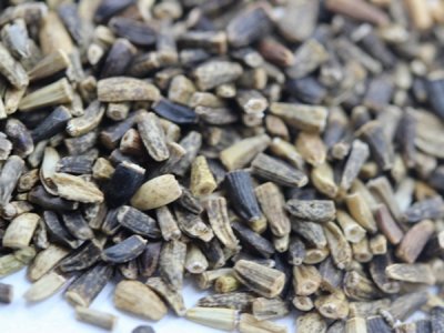 廣西菊苣種子一公斤多少錢？