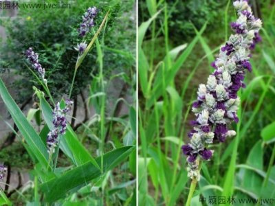 再力花種子需要催芽嗎？