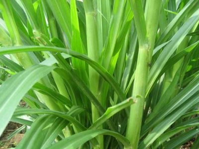 四川能種皇竹草種節嗎？