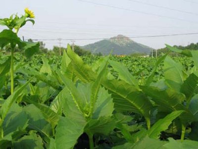 甘肅適合種植串葉松香草嗎？