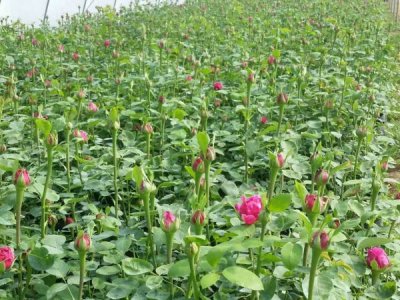 月季花到哪里能買到？