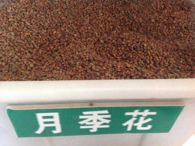月季花的種子在哪里能買到？