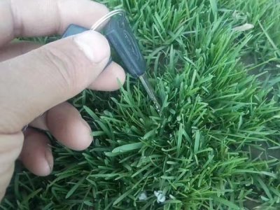 湖南適合種植地毯草嗎？