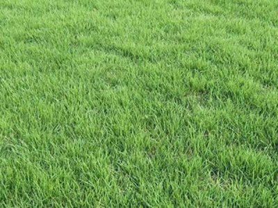 陜西適合種植地毯草嗎？