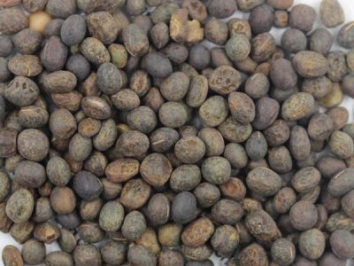毛苕子的用途有哪些？功效與作用是什么？