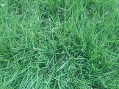 新疆適合種植天堂草嗎？