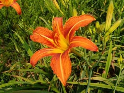 花草什么時候栽植比較好？