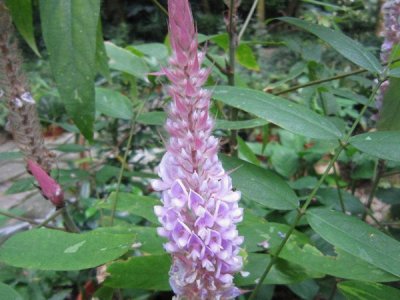 貓尾草幾天發芽，播種后多久開花？