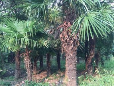 5米高棕櫚樹多少錢一棵能買到？