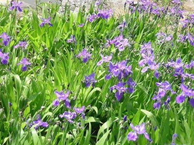 鳶尾花耐旱嗎？