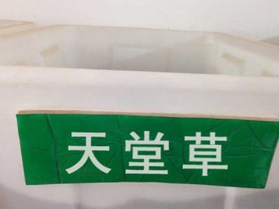 11月適合播種天堂草嗎？