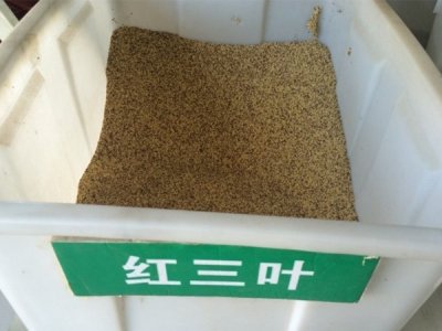 二月還能夠種植紅三葉嗎？