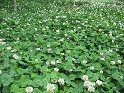 三葉草耐陰嗎？