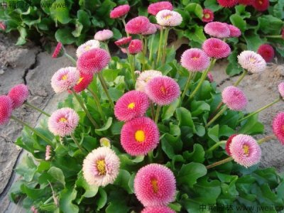 雛菊的花語和象征意義是什么？
