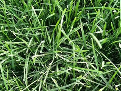 夏天可以種植地毯草嗎？