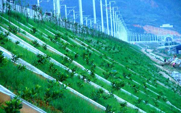 高鐵鐵路植草護坡工程圖片