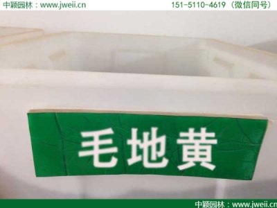 毛地黃冬天枯萎嗎？