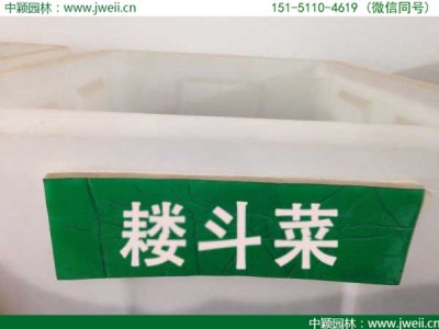 耬斗菜可以地栽嗎？