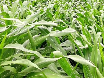 玉米草可以撒播嗎？