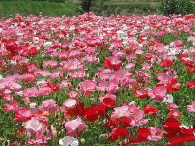 虞美人秋季開花嗎？