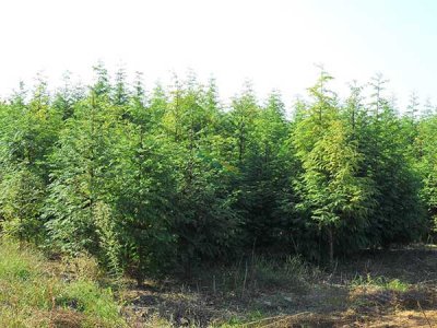 甘肅能栽水杉嗎？