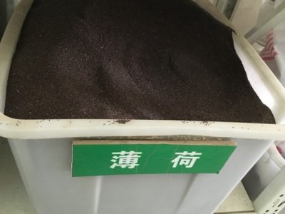 薄荷的香味很濃嗎？