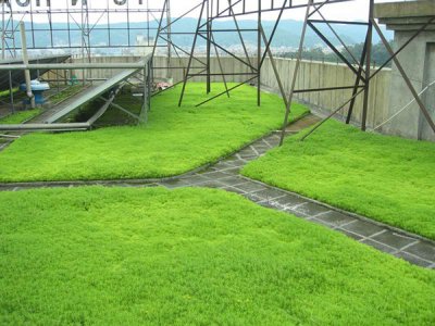 什么季節適合栽植佛甲草？