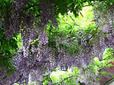 紫藤蘿和紫藤花是一個花嗎？