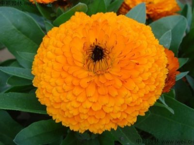 金盞菊是宿根花卉嗎？