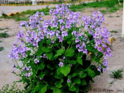 二月蘭春天播種當年開花嗎？