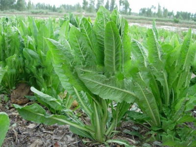 將軍菊苣牧草可以和黑麥草混種一起嗎？