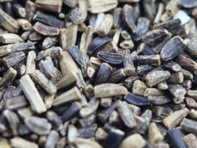 大葉菊苣可以在秋天播種嗎？