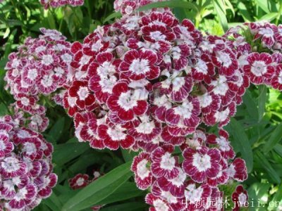 五彩石竹是多年生植物嗎？