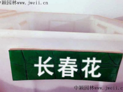 六月份還可以種長春花嗎？