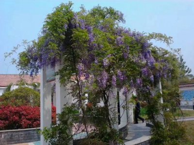 紫藤樹當年移載會開花嗎？