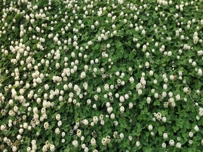 混播草坪種子種植方法