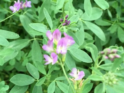 紫花苜蓿可以在北方種嗎？