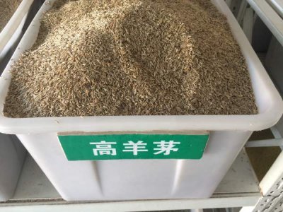 高羊茅在南方能不能安全越冬
