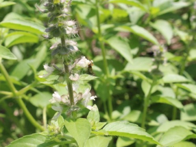 6月能下荊芥種子嗎？