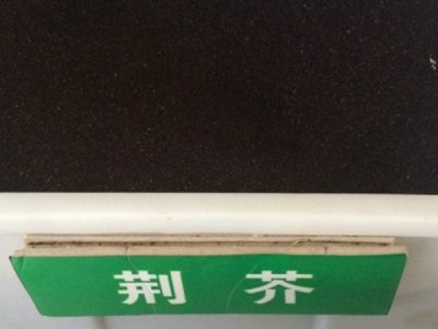 荊芥七月份還能種植嗎？