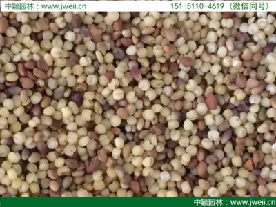 酢漿草六月份可以種嗎？