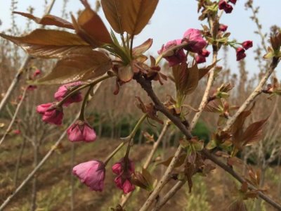 櫻花樹6月份能移栽嗎？