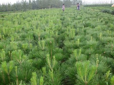 五針松籽能種植嗎？