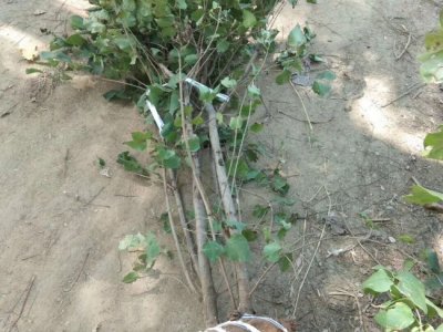丁香花夏天可以移載嗎？